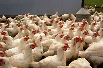 Застраховано поголовье бройлеров